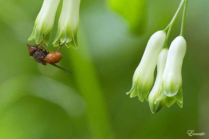 Polygonatum multiflorum